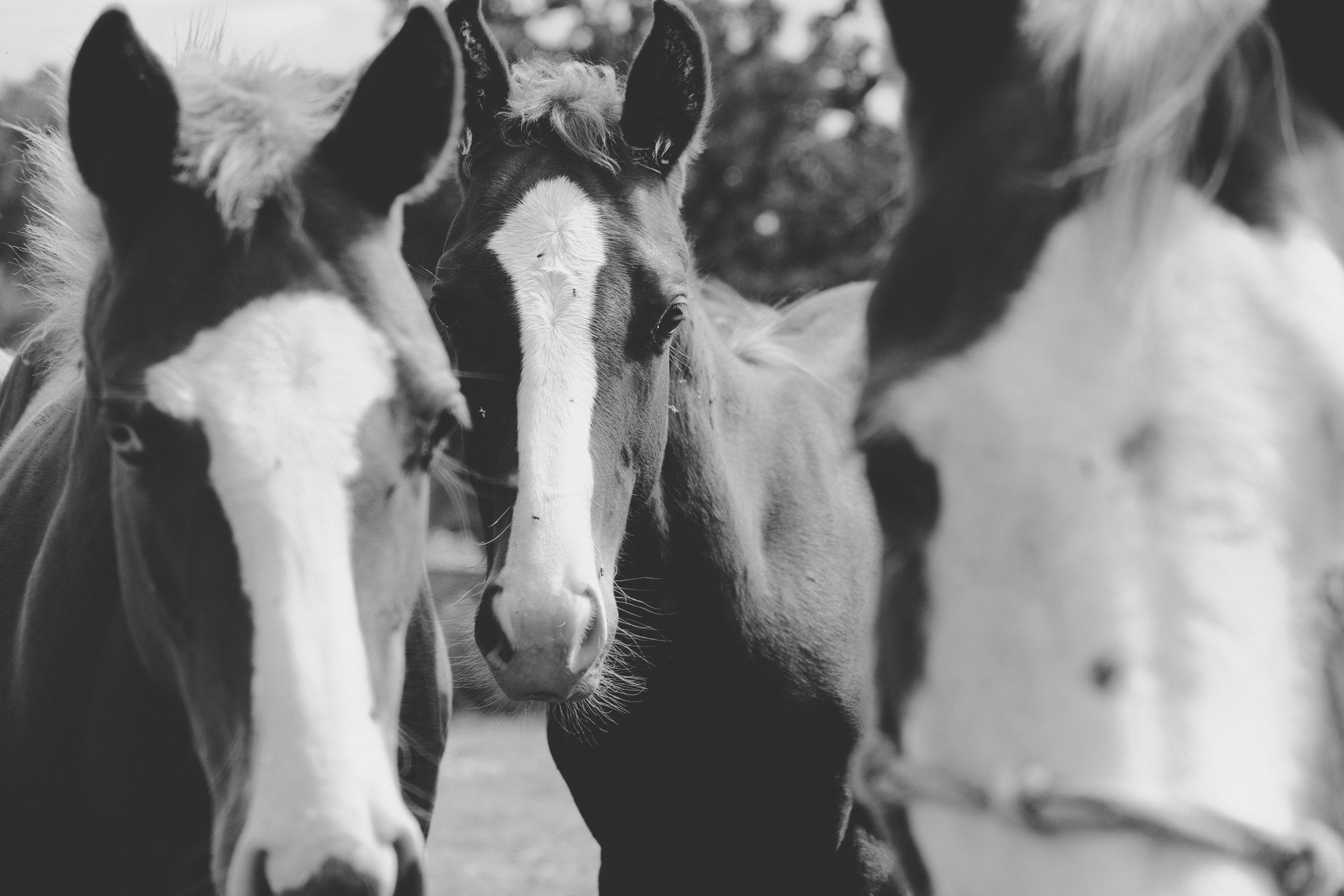 Horses in black and white