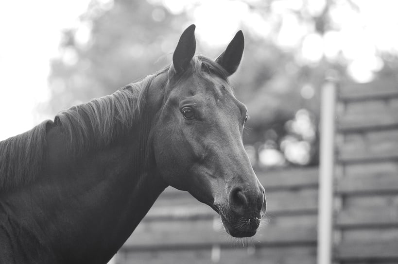 Black and white horse