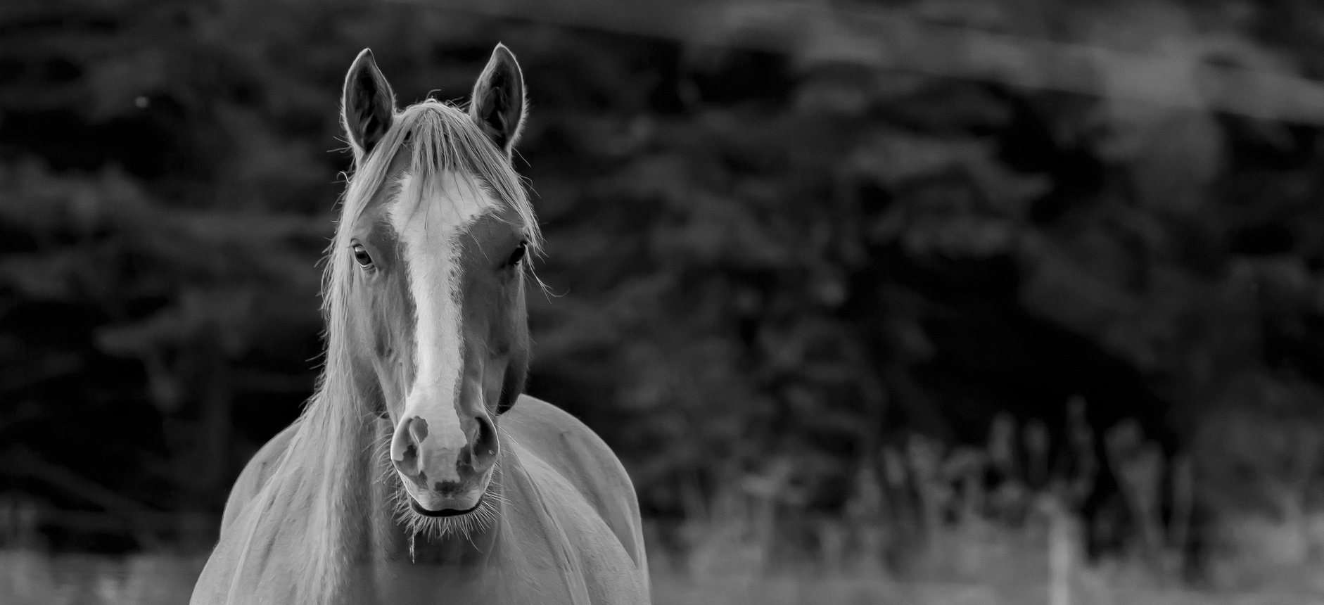 black and white horse profile