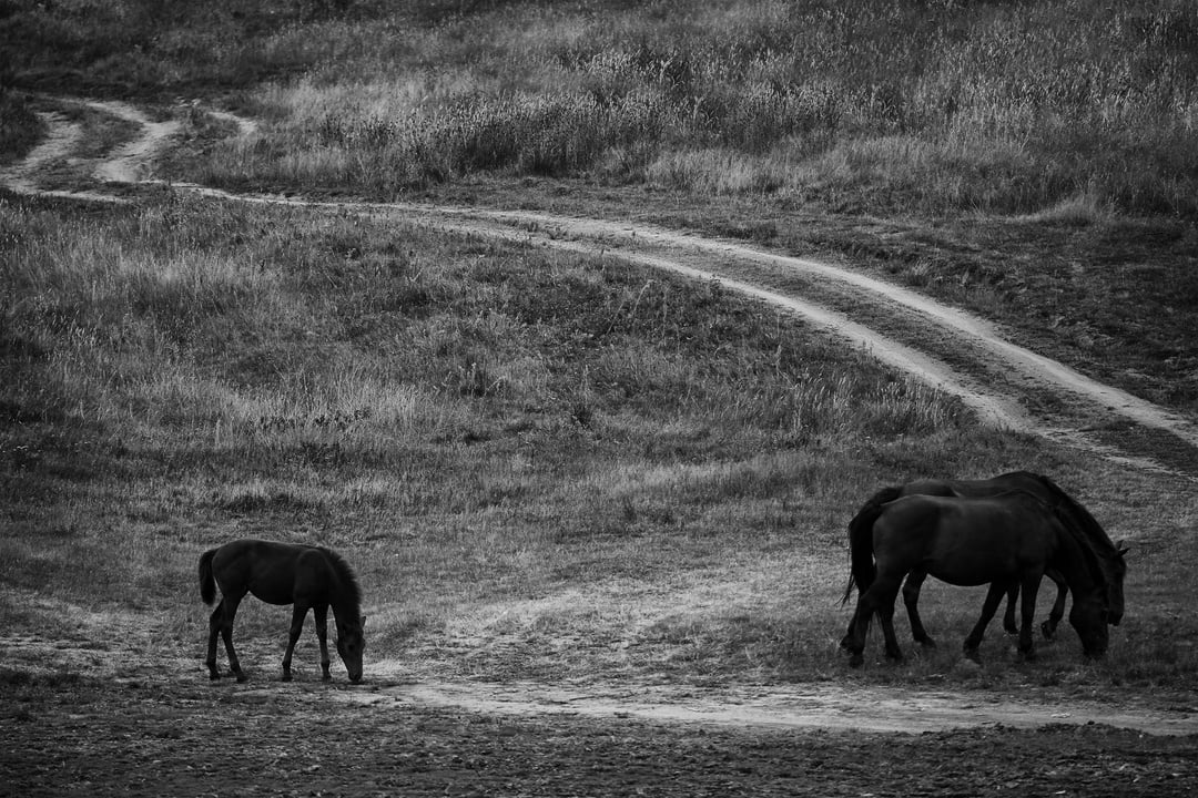 black and white horses