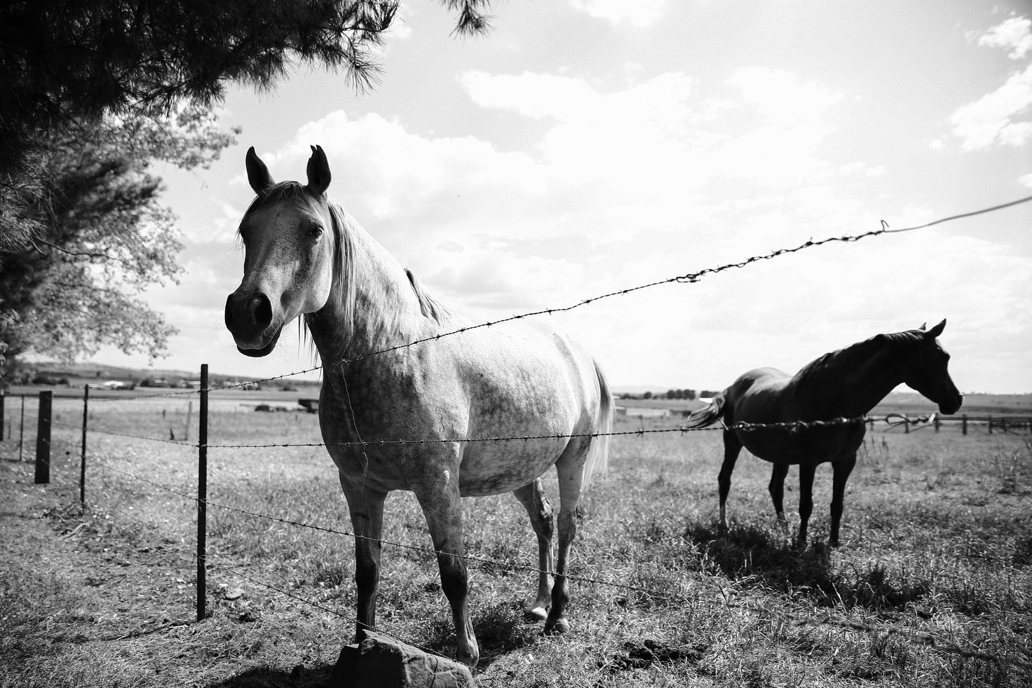 black and white